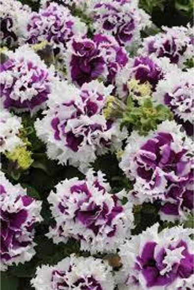 Muka Botanik 10 Adet Natural Double Petunia Piruet Purpurnaya Tohumu - Resim 3