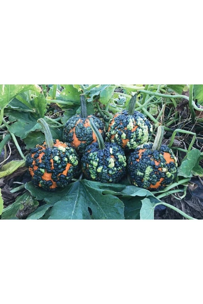 Muka Botanik 5 Adet Miniwarts Bal Kabağı Tohumu