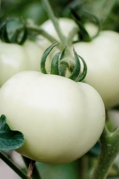 Muka Botanik Hybrite Beyaz Domates Tohumu / 10+ Adet Tohum ürün görseli