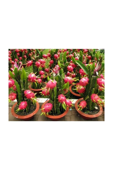 Muka Botanik Bodur Pitaya Meyvesi Tohumu 10 Adet Tohum Saksılık Pitaya Tohumu - Resim 5