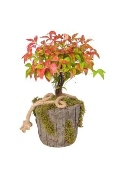 Muka Botanik Ithal Cennet Bonzai Ağacı Tohumu Ekim Seti - Resim 3