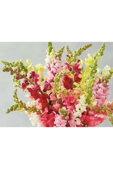 Muka Botanik 20 Adet Rocket Mix Snapdragon Tohumu - Resim 2