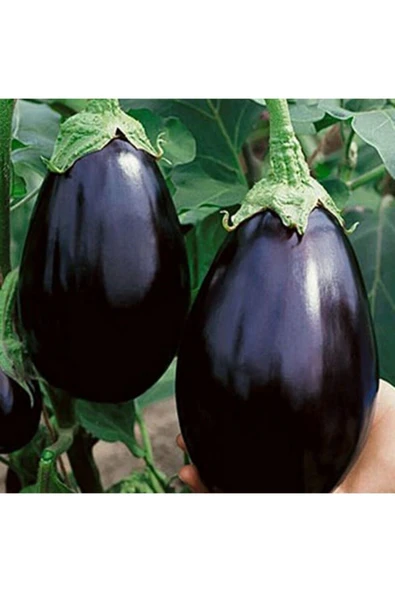 Muka Botanik Siyah Tombul Patlıcan Tohumu ürün görseli