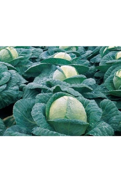 Muka Botanik Agrobazaar Beyaz Lahana 250+ Tohum ürün görseli