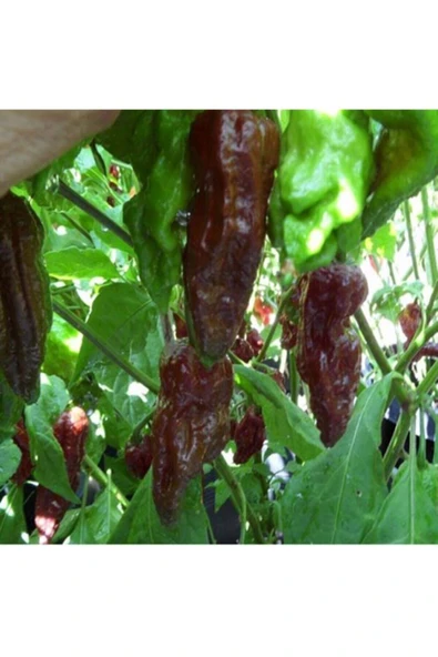 Muka Botanik Black Naga Biber Tohumu ürün görseli