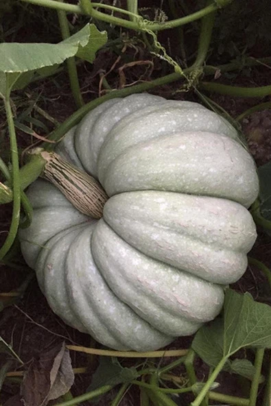 Muka Botanik Yerli Iri Beyaz Bal Kabağı Tohumu / 5+ Adet Tohum