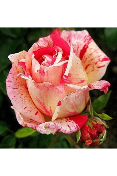 Muka Botanik 10 Renkli Ithal Gül Çiçeği Tohumu ürün görseli