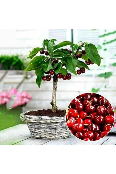 Muka Botanik 20 Adet Bodur Kiraz Ağacı Tohumu ürün görseli