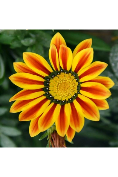 Muka Botanik 5 Adet 5 Renk Gazania Çiçeği Tohumu - Resim 5