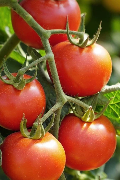 Muka Botanik Beşdeli Salkım Domatesi Tohumu / 10+ Adet Tohum - Resim 4