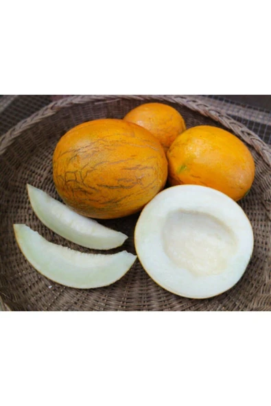 Muka Botanik Atalık Nadir Kazak Kavunu Tohumu