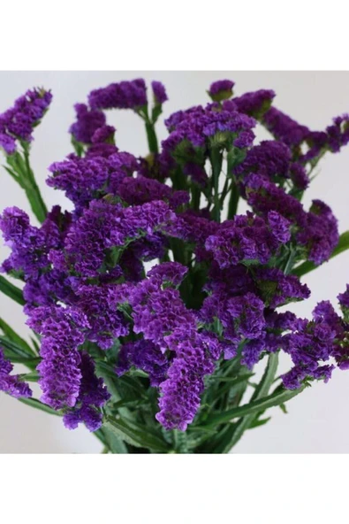 Muka Botanik Mor Deniz Lavantası Lımonıum Çiçek Tohumu 10 15 Adet ürün görseli