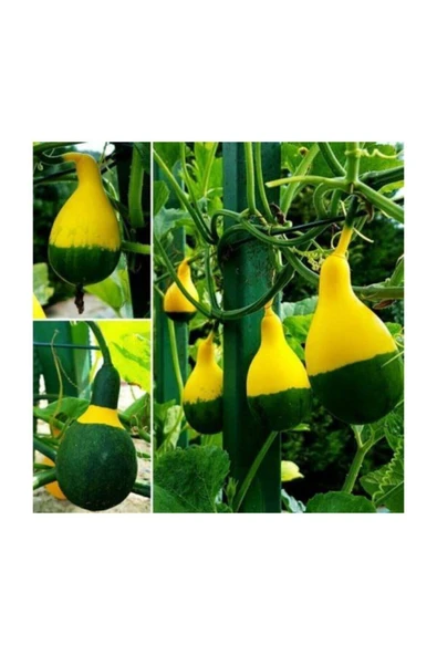 Muka Botanik Sarı Yeşil Kabak Tohumu 10 Adet Tohum Süs Kabağı - Resim 2