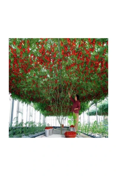 Muka Botanik Eko Paket 70 Adet Tohum Italyan Domates Ağacı Tohumu - Resim 2