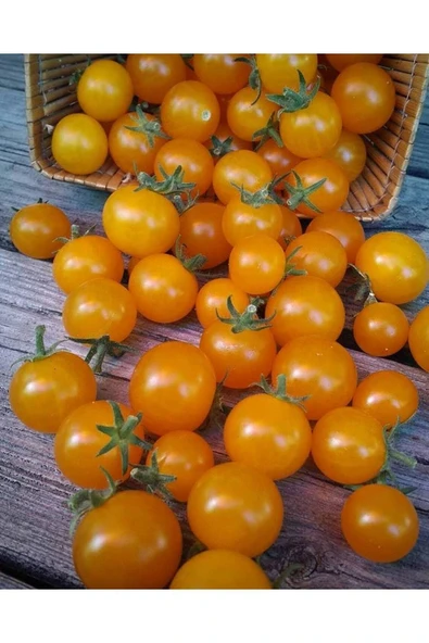 Muka Botanik 20 Adet Pinocchio Orange Micro Dwarf Domates Tohumu - Resim 2