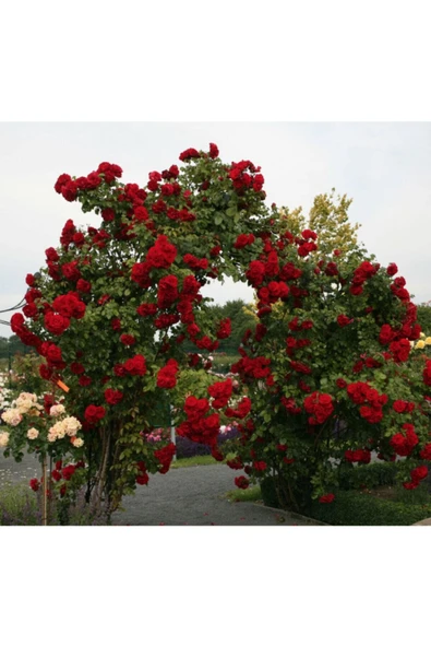 Muka Botanik 20 Adet Kırmızı Sarmaşık Gül Tohumu ürün görseli