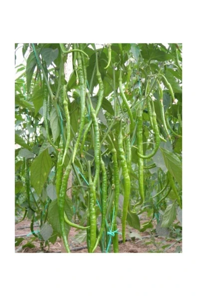 Muka Botanik Acı Kıl Biber Tohumu 50 Adet Tohum Sivri Acı Biber - Resim 3