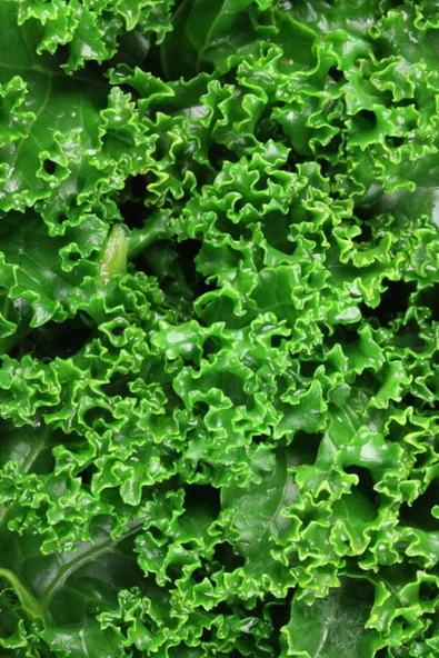 Muka Botanik Iri Kıvırcık Marul Tohumu 20 Adet Tohum - Resim 5