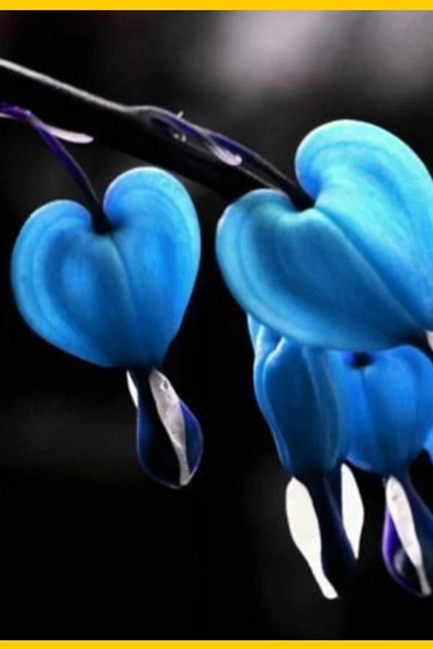 Muka Botanik Mavi Kanayan Kalp Çiçeği Dicentra10 Adet ürün görseli