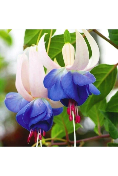 Muka Botanik Özel Renk Küpeli Tohumu 10 Adet Farklı Renkler - Resim 2