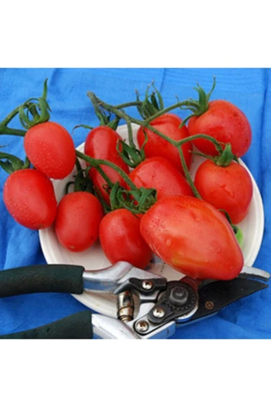 Muka Botanik Sheboygan Domates Tohumu ürün görseli