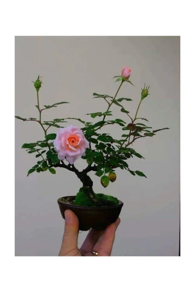 Muka Botanik Bodur Pembe Gül Bonzai Ağacı Tohumu 5 Adet Tohum ürün görseli