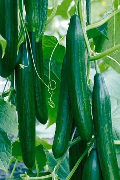 Muka Botanik Salatalik Tohumu Bol Verimli 50 Adet ürün görseli