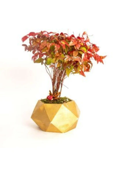 Muka Botanik Ithal Cennet Bonzai Ağacı Tohumu Ekim Seti - Resim 5