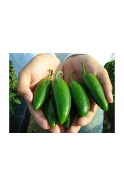 Muka Botanik Eko Paket 50 Adet Tohum Nadir Ithal Acı Jalapeno Meksika Biberi Tohumu - Resim 3