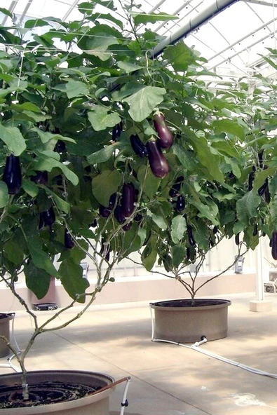 Muka Botanik Ithal Çin Patlıcan Ağacı Tohumu / 5+ Adet Tohum - Resim 4