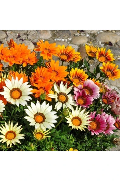 Muka Botanik 10 Adet Gazania Mix Flower Tohumu - Resim 3
