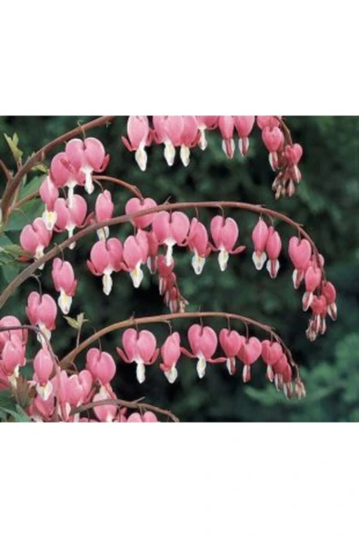 Muka Botanik Ithal Pembe Dicentra Çiçeği Tohumu Ekim Seti - Resim 4