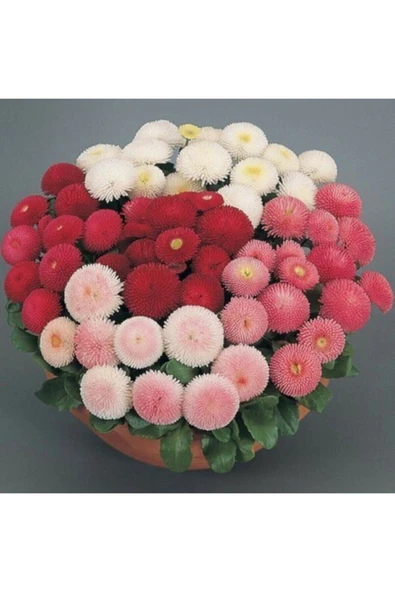 Muka Botanik Şeker Tabağı Çiçeği Tohumu ürün görseli