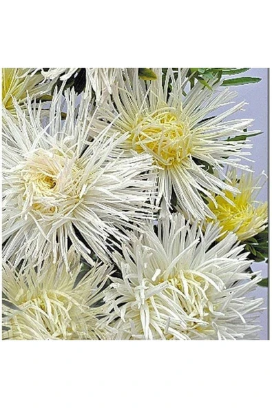 Muka Botanik 10 Adet Natural Needle Aster Isolda Heirloom Tohumu - Resim 3