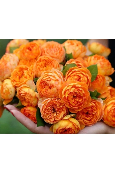 Muka Botanik 10 Adet Rosa Bush Gül Tohumu ürün görseli