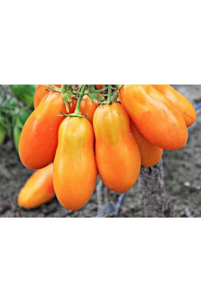 Muka Botanik 20 Adet Orange Banana Domates Tohumu - Resim 2