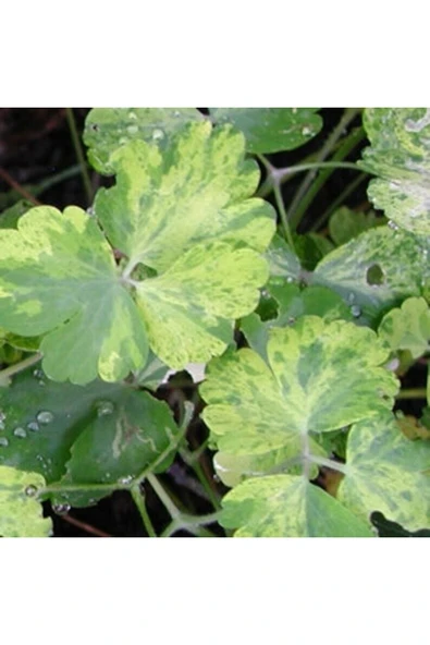 Muka Botanik 10 Adet Rare Variegated Columbine Tohumu - Resim 3