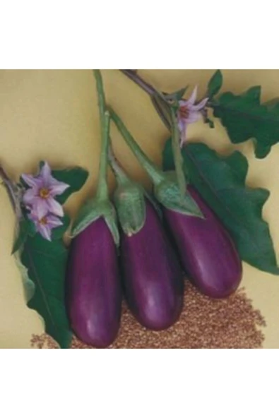 Muka Botanik Antep Kurutmalık Patlıcan Tohumu Ekim Seti - Resim 3