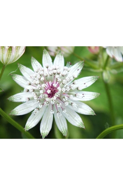 Muka Botanik 5 Adet Astrantia Major Tohumu - Resim 2