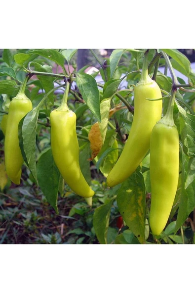 Muka Botanik 20 Adet Sweet Banana Biber Tohumu - Resim 2