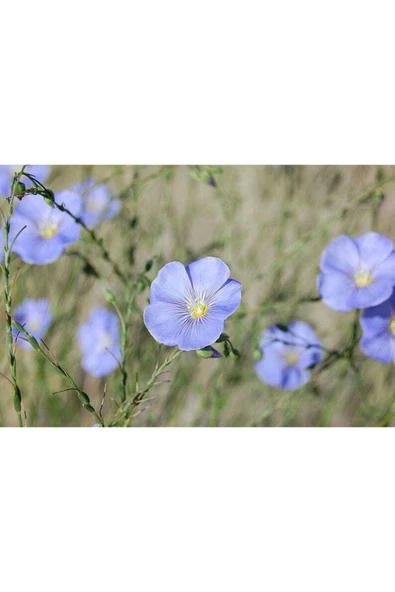 Muka Botanik 10 Adet Blue Flax (prairie Flax / Lewis Blue Flax) Tohumu - Resim 5