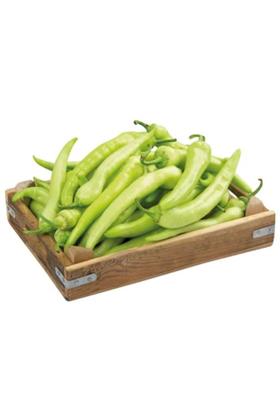 Muka Botanik Saksılık Tatlı Çarliston Biber Tohumu Ekim Seti - Resim 2