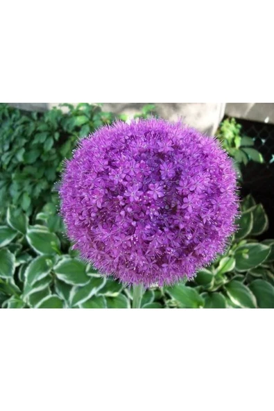 Muka Botanik 20 Adet Purple Gıant Allıum Tohumu - Resim 4