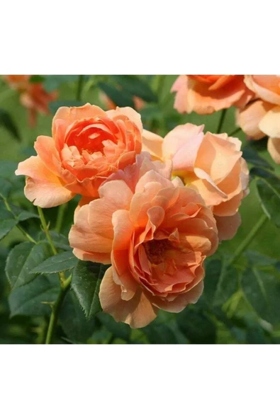 Muka Botanik 5 Adet Orange Rose Gül Tohumu - Resim 4