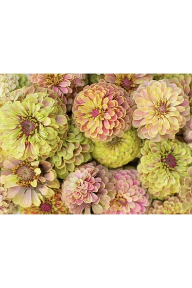 Muka Botanik 10 Adet Queen Lime With Blush Zinnia Tohumu ürün görseli