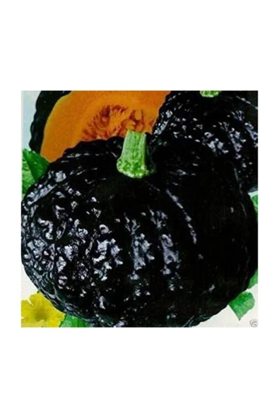 Muka Botanik Süper Paket 50 Adet Tohum Ithal Nadir Thailand Siyah Bal Kabağı Tohumu Kabak Tohumu