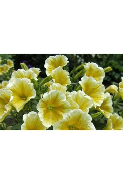 Muka Botanik 10 Adet Natural Trailing Petunia Yellow Star Tohumu - Resim 5