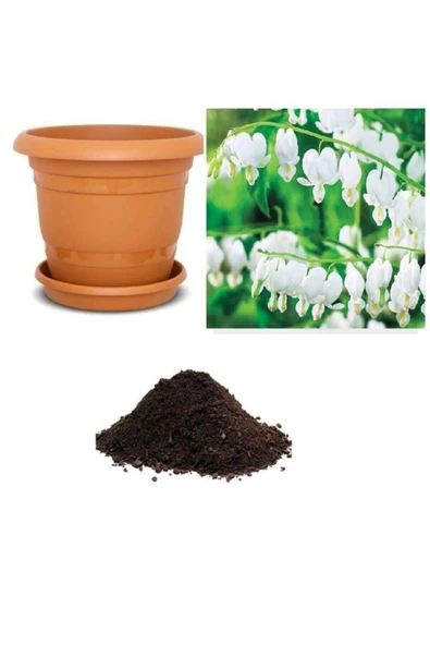 Muka Botanik Nadir Beyaz Dicentra Çiçeği Tohumu Ekim Seti ürün görseli