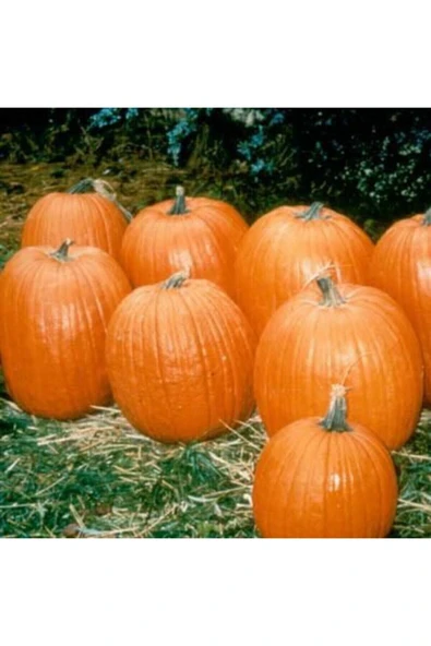 Muka Botanik 5 Adet Howden Biggie Bal Kabağı Tohumu