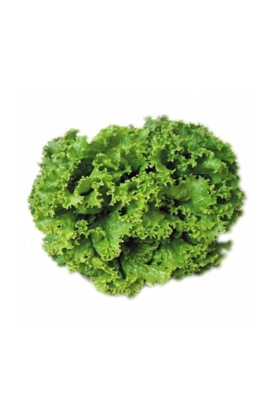 Muka Botanik Şamba Kıvırcık Marul Tohumu 400 Adet Tohum ürün görseli